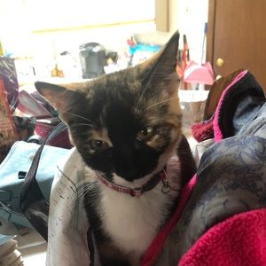 Meet your Posher, Susan